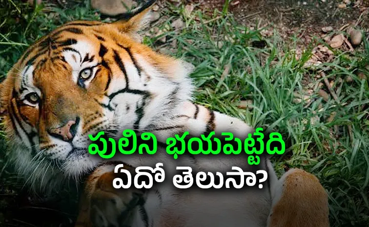 Tiger Day 2026 Special: Even the Mighty Tiger Fears These Animals