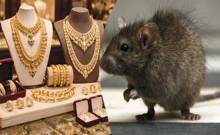 Rat Steals Rs 10 Lakh Worth of Diamond Jewellery At Karnataka