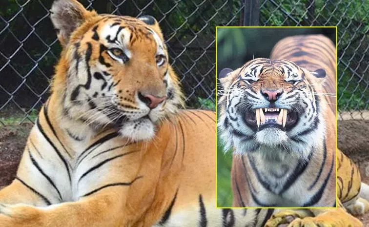 Tiger Undergoes Root Canal Treatment At Bannerghatta Zoo Karnataka