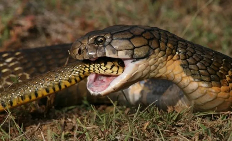 Cobra swallows another snake video goes viral