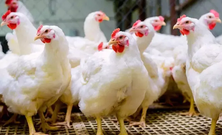 Chicken Prices Hike