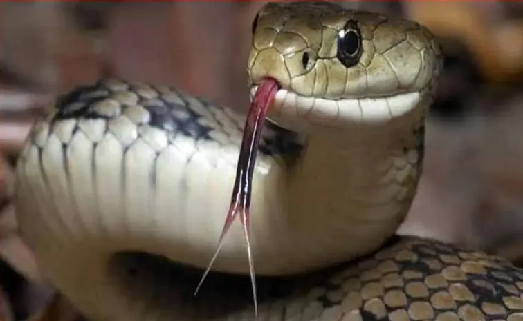 drunk jharkhand man eats two snakes attempts to catch a third