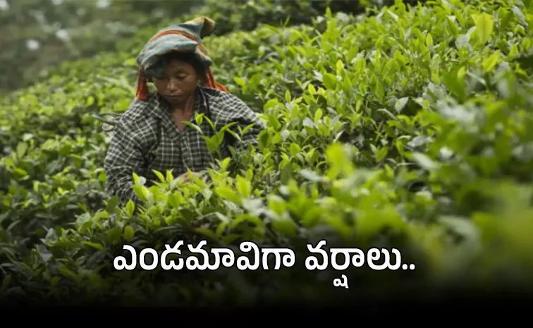 Monsoon Deficit Crashes South India Tea Output by 25 Percent in May 2026