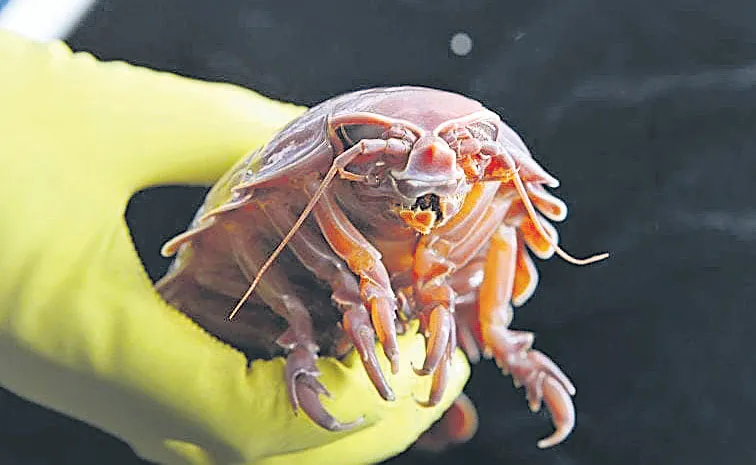 Researchers reveal how supergiant deep sea isopods survive years without food
