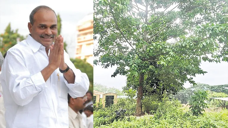 మహా వృక్షం.. మహానేత జ్ఞాపకం!