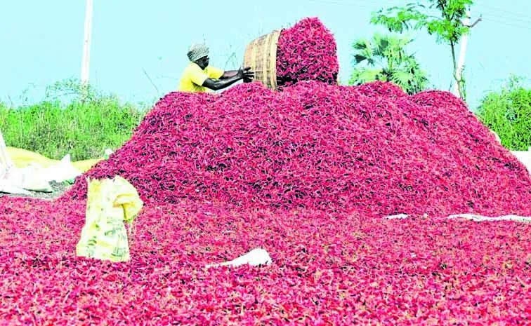 ఎండుమిర్చి ఎగుమతులపై దుష్ప్రచారం