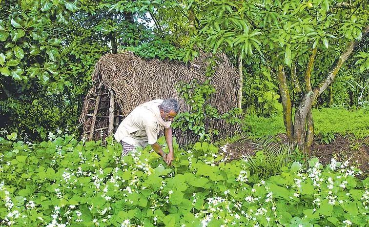 India Urea Imports Soil Health Organic Farming Fertilizer Policy Analysis