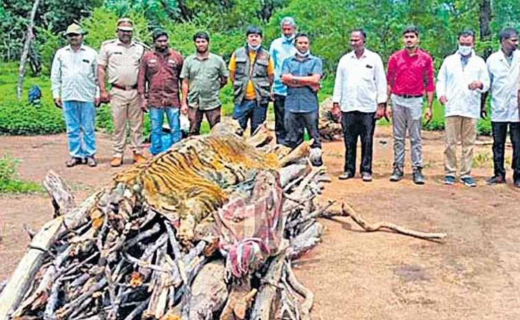 Tiger death in Nagarjunasagar–Srisailam Tiger Reserve investigation