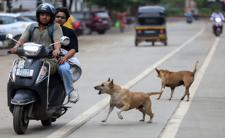 Stray dog bites 130 people in 7 hours in Kalyan city In Maharashtra