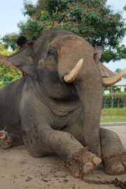 WORLD ELEPHANT DAY VANTARA ELEPHANT WELFARE OUTREACH INDIA GLOBALLY