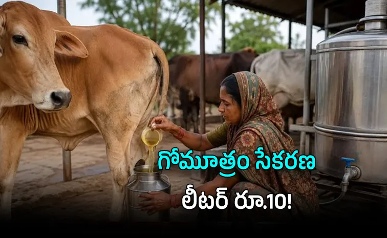 UP Govt Buys Cow Urine at Rs 10 Litre Scheme Details Price Hike Political Row