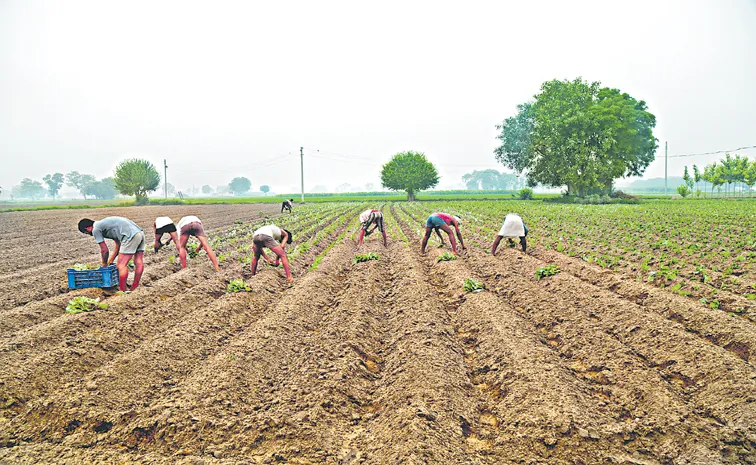 Sakshi Guest Column On India agricultural policies