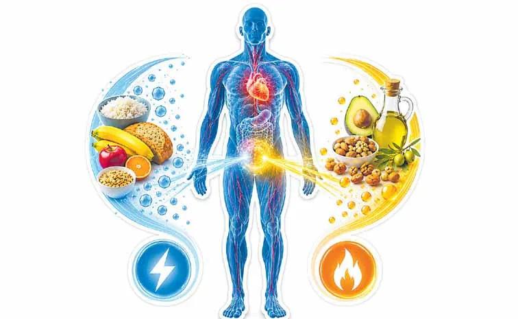 Cells that rely on two fuels for energy glucose and fat