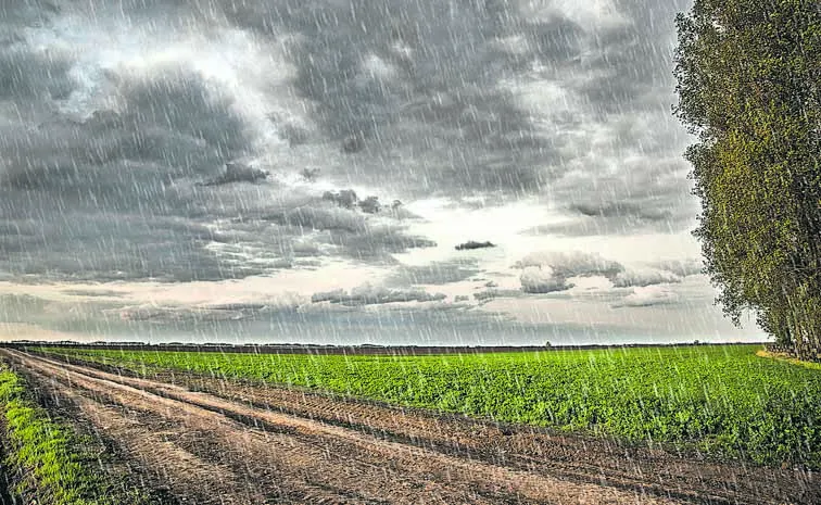 Agricultural experts say that balanced rainfall is good for cultivation