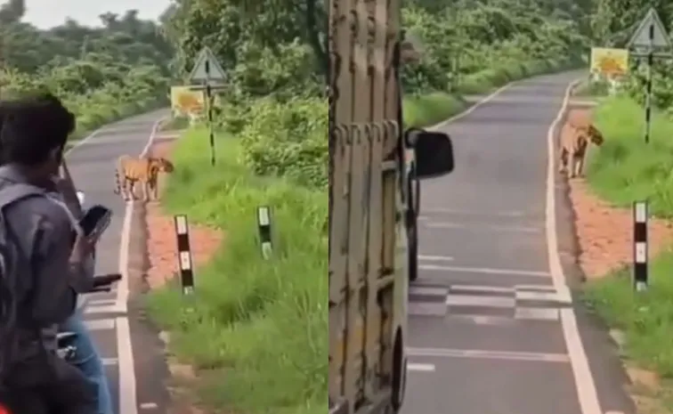 Tiger Video From Maharashtra Highlights Growing Risk Of Wildlife Tourism