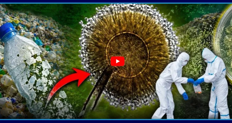 ప్లాస్టిక్ ను తినేసే ఫంగస్! 2 నెలల్లో పూర్తిగా మాయం!