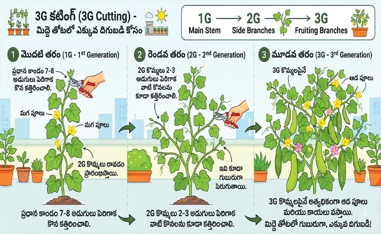 Sagubadi: 3g Cutting For More Yield In Terrace Garden
