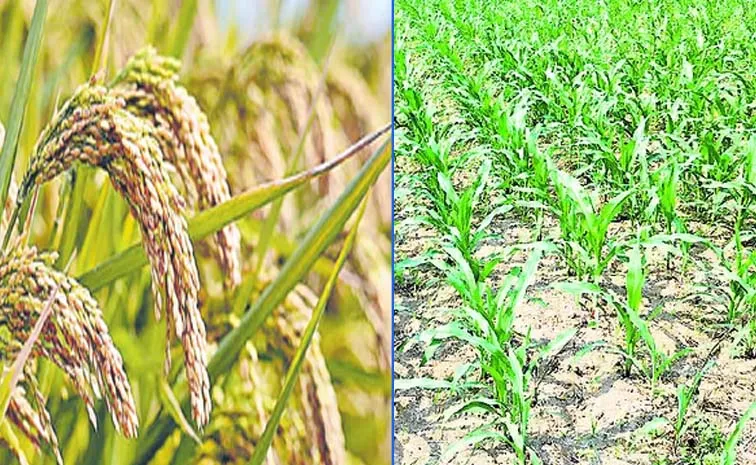 Sagubadi: Crop Rotation Reduces Pests And Pesticide Use9