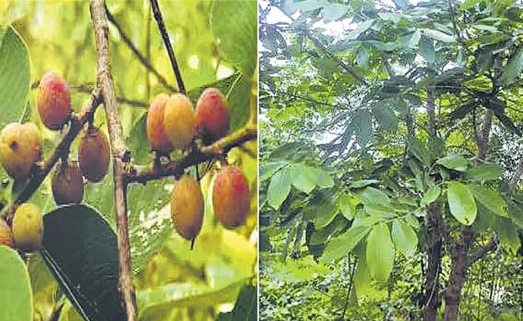 Sagubadi: Koramanu Treen Bridelia Retusan Uses And Benefits