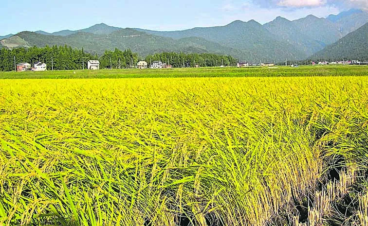 Significantly increased rice cultivation