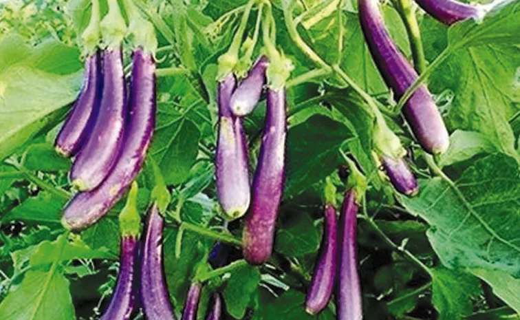 Asia Continues to Lead in Eggplant Production