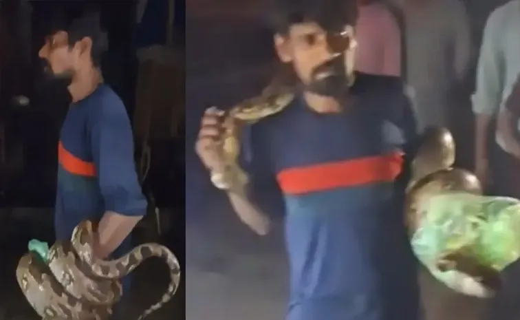 Python Enters UP Meat Shop To Hunt Goat. Drunk Man Wraps It Around His Neck