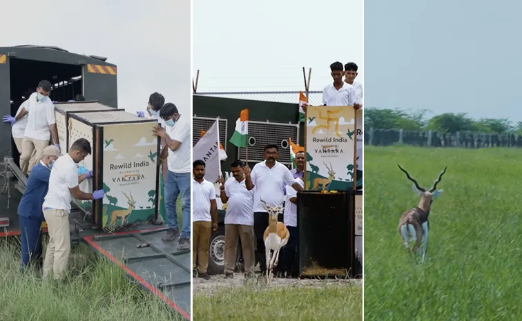 20 Blackbucks Released into Kutch Banni Grasslands