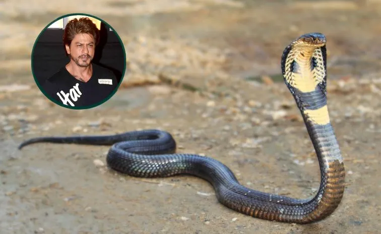Snake found at Shahrukh Khan's residence in Mumbai was rescued