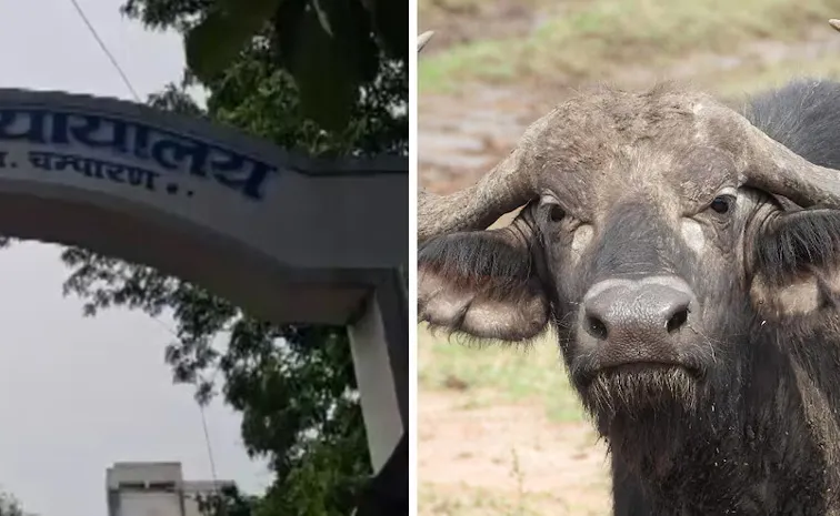 గేదె ఇవ్వలేదని భార్య హత్య.. ఆరేళ్ల తర్వాత..