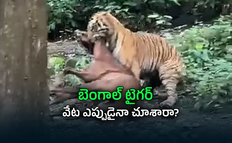 అవలీలగా గుర్రాన్ని నోటకరుచుకుని ఈడ్చుకెళ్లిన పెద్ద పులి.. వీడియో వైరల్!