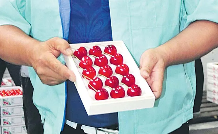 Worlds Most Expensive Japanese Cherries