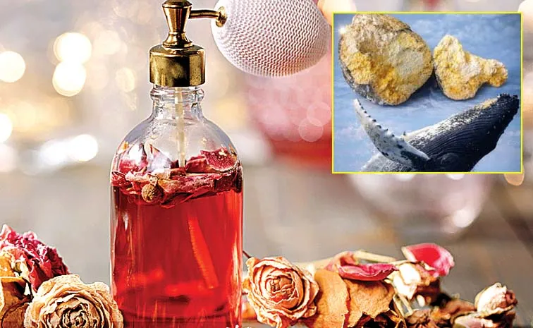 Ambergris Whale Vomit Used In Perfume Making Facts
