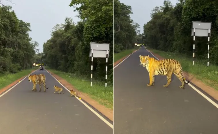 tigress with three cubs crosses road at tadoba viral video