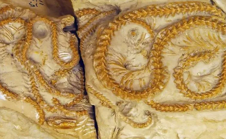 Scientists discovered 4 snakes curled together in a burrow for 38 million years