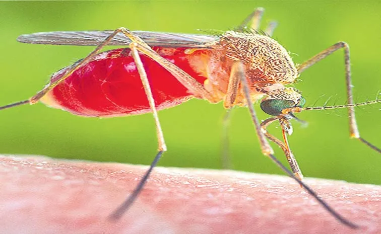 Health: దోమ చిన్నదే..! కుట్టిందో ఖతమ్‌..!