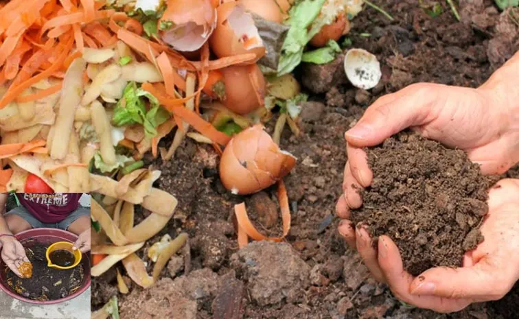 Sagubadi: Add a cup of buttermilk and jaggery water to your compost