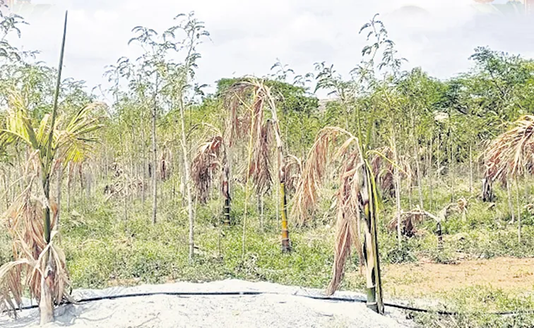 Drought Weather Conditions in Satyasai District: Andhra pradesh
