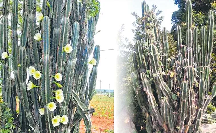 Kolajemmedu Wild Fruit Dragon Fruit Nutritional Medicinal Benefits