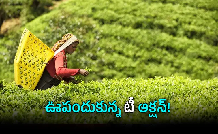 Onam Effect Kochi Tea Prices Surge as Gulf Demand Festive Buying Soar