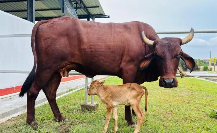   Assam Welcomes First IVF Born Calf 