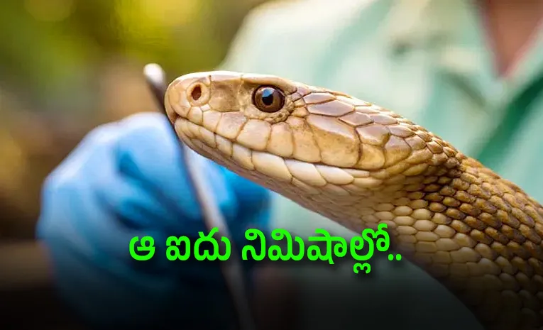 Snake Bite: Can You Really Do What Movies Show?