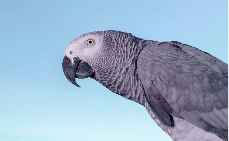 UK Man Reunited With Stolen Pet Parrot 9 Years After 