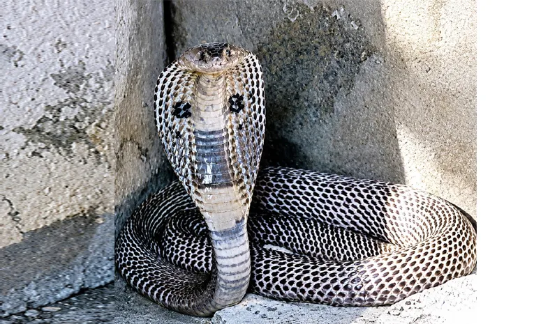 NaguPamu In Sangameswara Swamy Temple