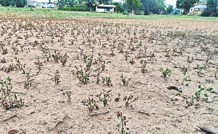 Crop cultivation in Kadapa badly affected by drought