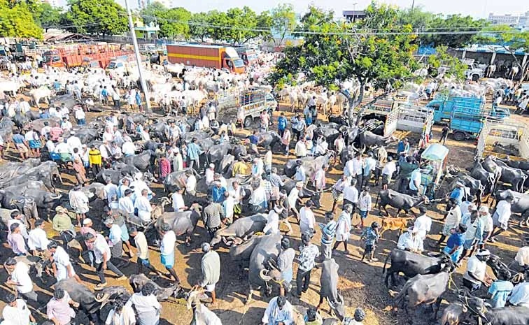 Farmers are selling their cattle due to lack of fodder