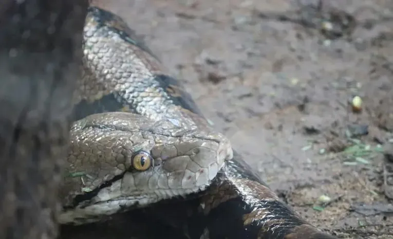 India Tops World in Snakebite Cases with Up to 1 3 Million Incidents Annually Global Study2