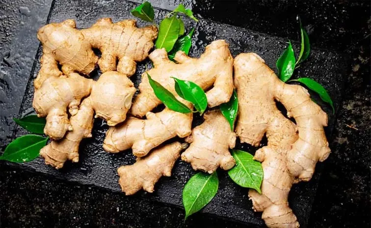 Ginger Farming In Pots Terrace Home Gardening Tips3