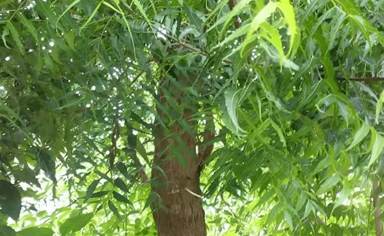 Telangana Suryapet Neem Tree Clash News
