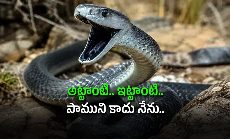  Why Black Mambas Are So Dangerous Facts here