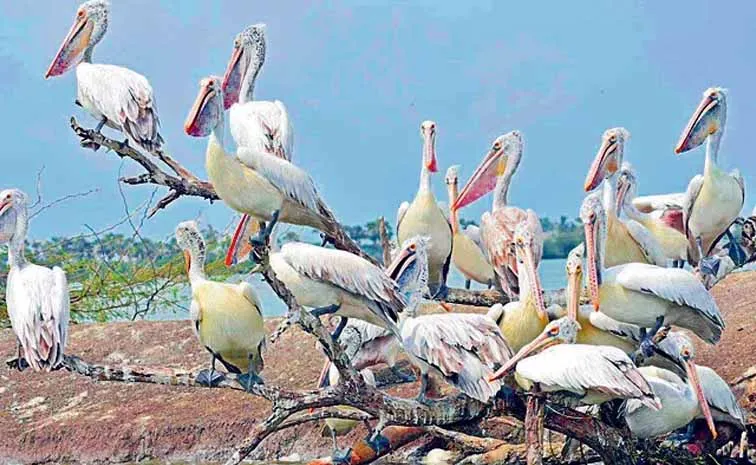 Half of the eleven thousand migratory bird species are at risk of extinction